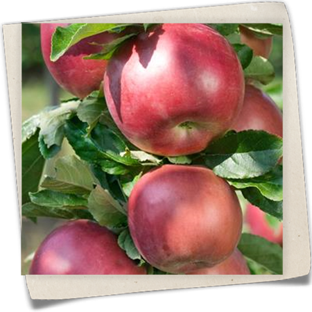 Apfel 'Idared' Apfel 'Idared'