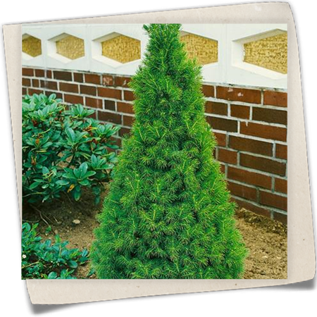 Zuckerhut-Fichte 'Conica' Zuckerhut-Fichte 'Conica'