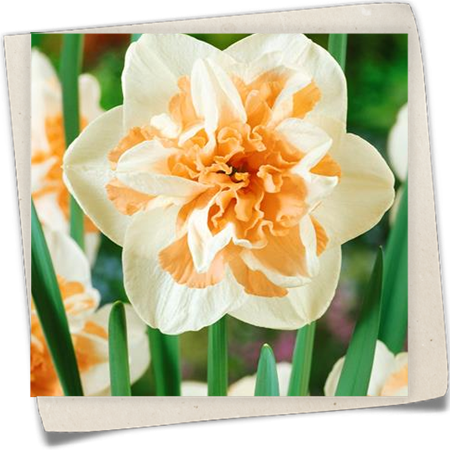 Narzisse 'Delnashaugh' Narzisse 'Delnashaugh'