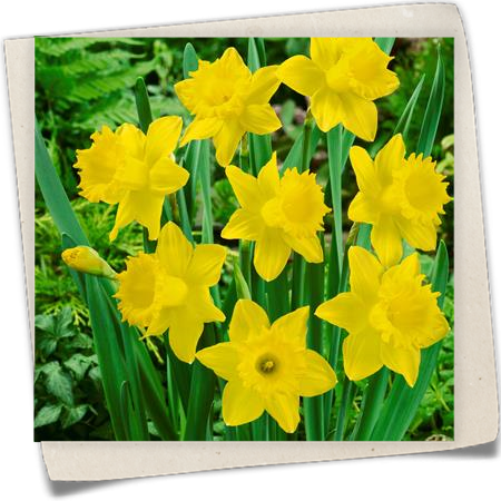 Trompeten-Narzisse 'Dutch Master' Trompeten-Narzisse 'Dutch Master'