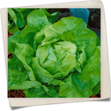 Kopfsalat 'Butterhäuptel' Kopfsalat 'Butterhäuptel'