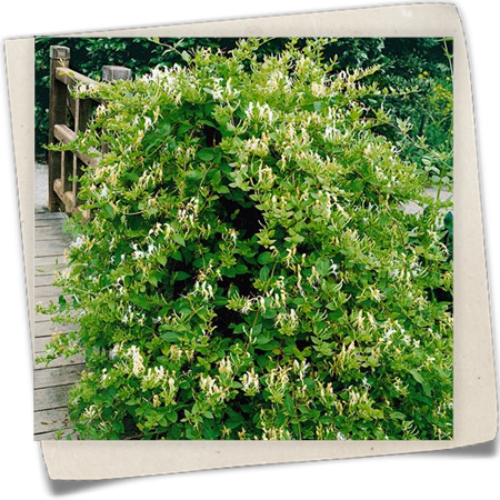 Geißblatt 'Hall´s Prolific' Geißblatt 'Hall´s Prolific'