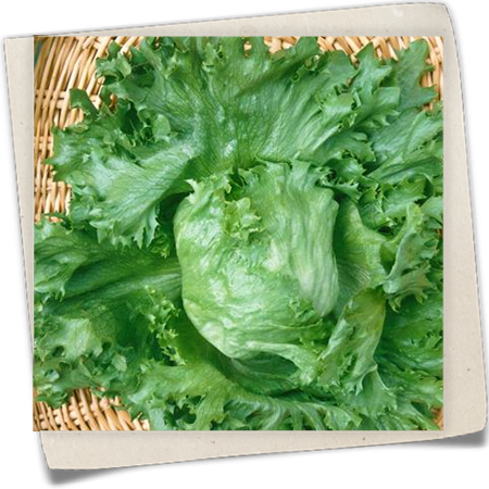 Kopfsalat 'Eissalat' Kopfsalat 'Eissalat'