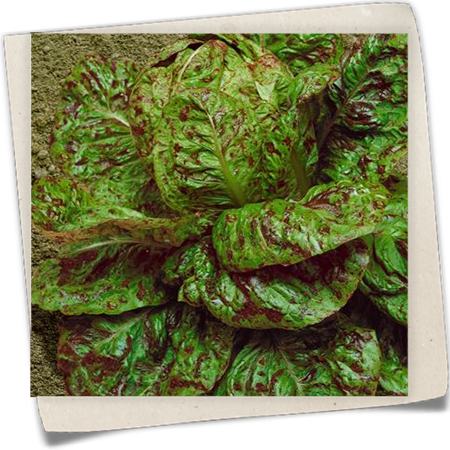 Kopfsalat 'Forellenschluss' Kopfsalat 'Forellenschluss'