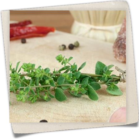 Garten-Dost 'Hot & Spicy' Garten-Dost 'Hot & Spicy'