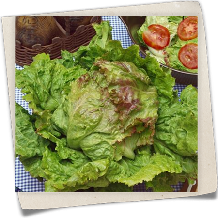 Krachsalat 'Grazer Krauthäuptel' Krachsalat 'Grazer Krauthäuptel'