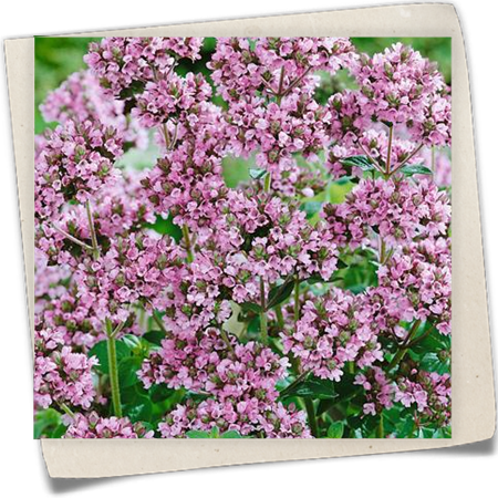 Garten-Dost 'Roseum' Garten-Dost 'Roseum'