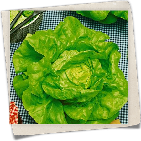 Kopfsalat 'Wunder von Stuttgard' Kopfsalat 'Wunder von Stuttgard'