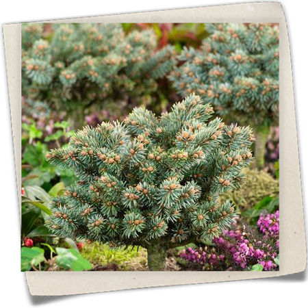 Blaufichte 'Blaukissen' Blaufichte 'Blaukissen'