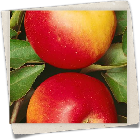 Apfel 'Jonathan' Apfel 'Jonathan'