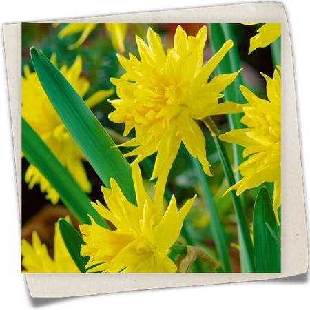 Narzisse 'Rip Van Winkle' Narzisse 'Rip Van Winkle'