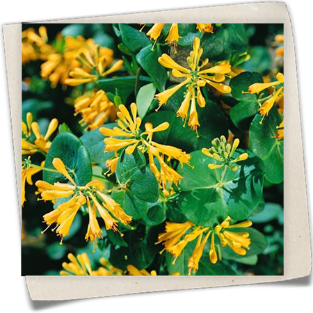 Rote Geißschlinge 'Golden Trumpet' Rote Geißschlinge 'Golden Trumpet'