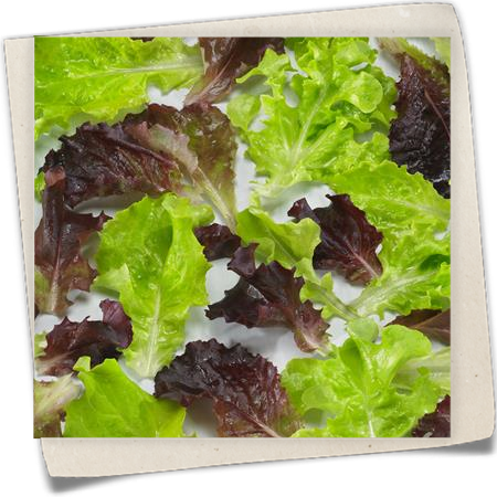 Schnittsalat Schnittsalat