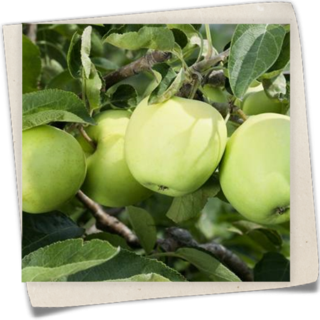 Apfel 'Klarapfel' Apfel 'Klarapfel'