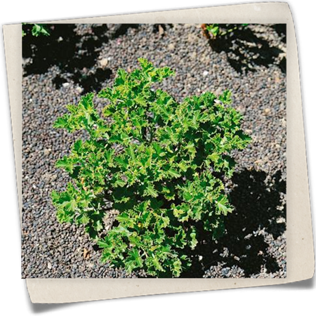 Geranie 'Mosquito' Geranie 'Mosquito'