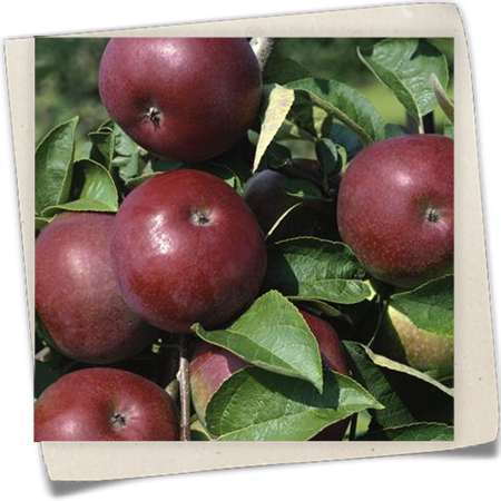 Apfel 'McIntosh' Apfel 'McIntosh'