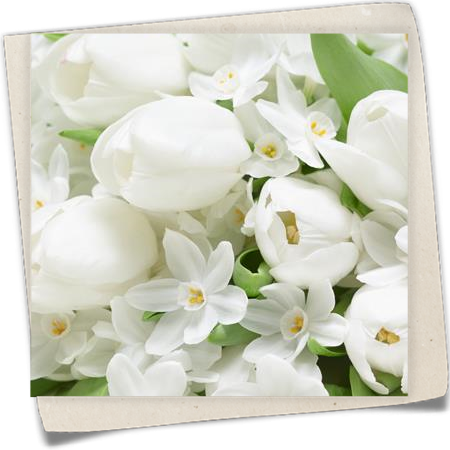 Tazetten-Narzisse 'Paperwhite' Tazetten-Narzisse 'Paperwhite'