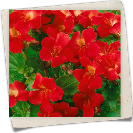 Gauklerblume 'Bonfire Red' Gauklerblume 'Bonfire Red'