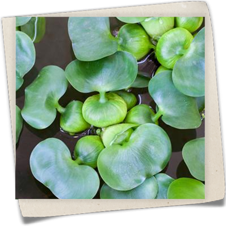 Wasserhyazinthe Wasserhyazinthe