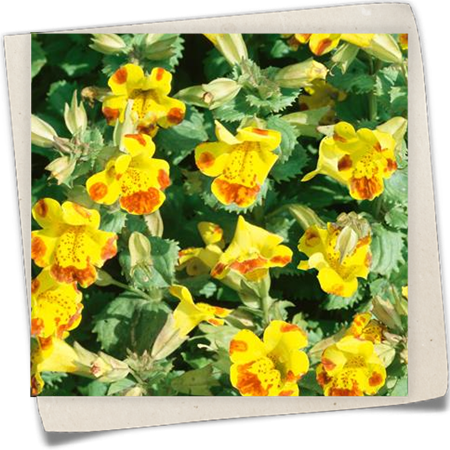 Leoparden-Glockenblume Leoparden-Glockenblume