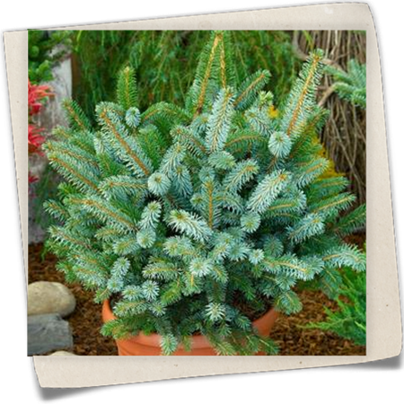 Sitka-Fichte 'Midget' Sitka-Fichte 'Midget'