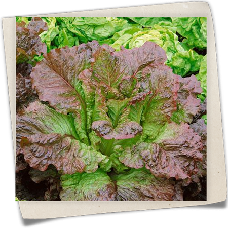 Romanasalat 'De Morges' Romanasalat 'De Morges'