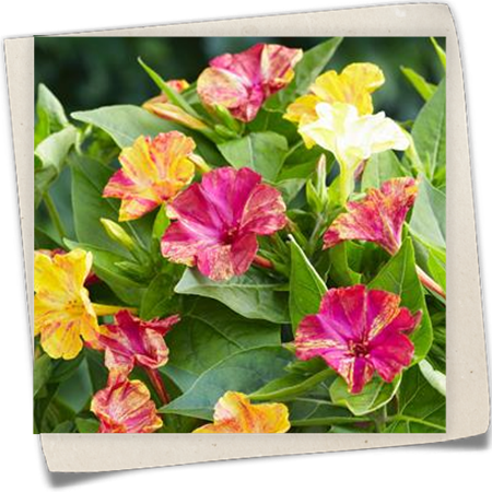 Wunderblume 'Marbles' Wunderblume 'Marbles'