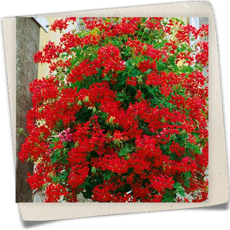 Hängegeranie 'Euphorbia' Hängegeranie 'Euphorbia'