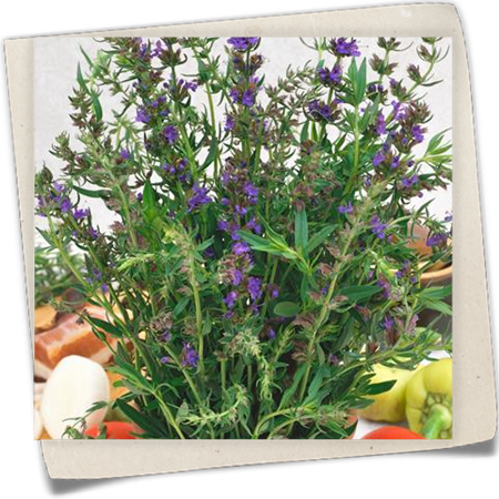 Apotheker-Ysop Apotheker-Ysop