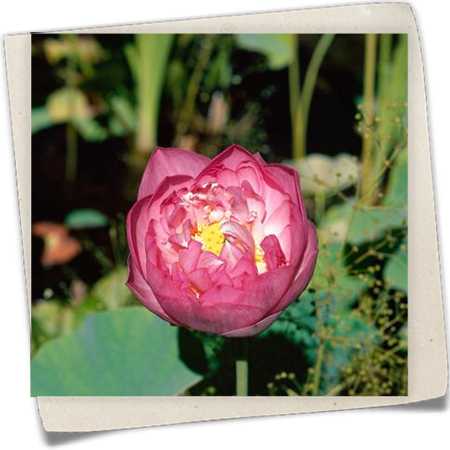 Indische Lotosblüte Indische Lotosblüte