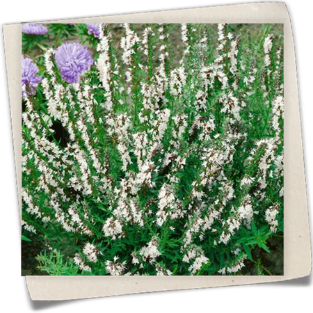 Ysop 'Albus' Ysop 'Albus'