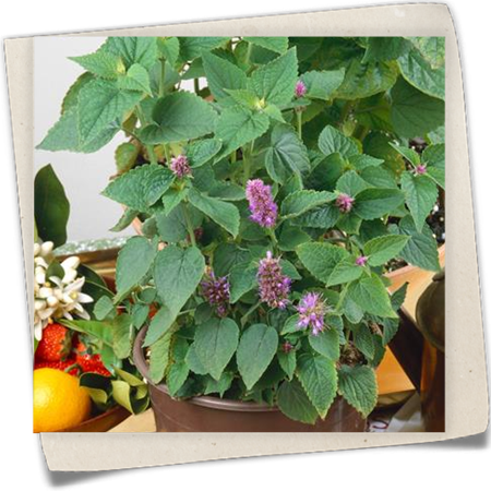 Rosablühender Garten-Ysop Rosablühender Garten-Ysop