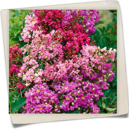 Chinesische Kräuselmyrte Chinesische Kräuselmyrte