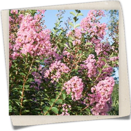 Lagaströmie 'La Fayette' Lagaströmie 'La Fayette'