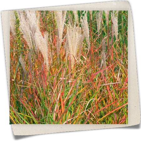 Garten-Chinaschilf 'Samurai' Garten-Chinaschilf 'Samurai'