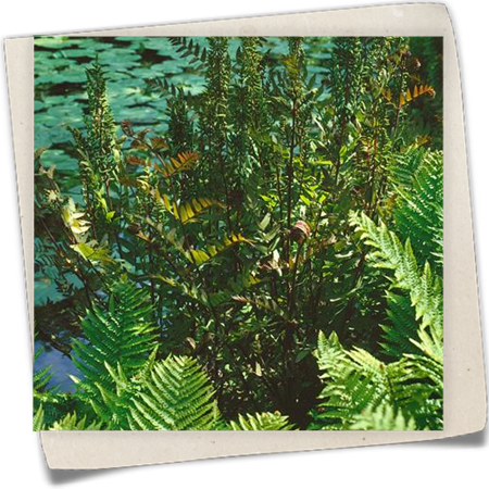 Purpur-Königsfarn 'Purpurescens' Purpur-Königsfarn 'Purpurescens'