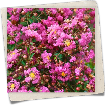 Lagerströmie 'Raspberry Sundae' Lagerströmie 'Raspberry Sundae'