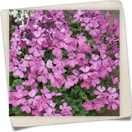 Hängegeranie Hängegeranie