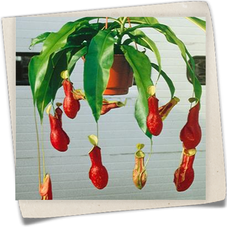 Kannenpflanze Kannenpflanze