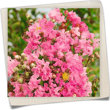 Kräuselmyrte Kräuselmyrte