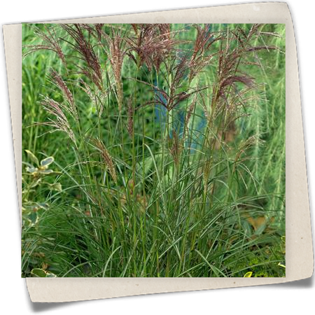 Garten-Chinaschilf 'Dread Locks' Garten-Chinaschilf 'Dread Locks'