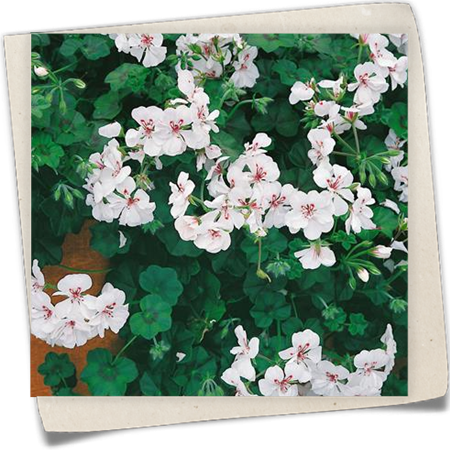 Hängegeranie Hängegeranie