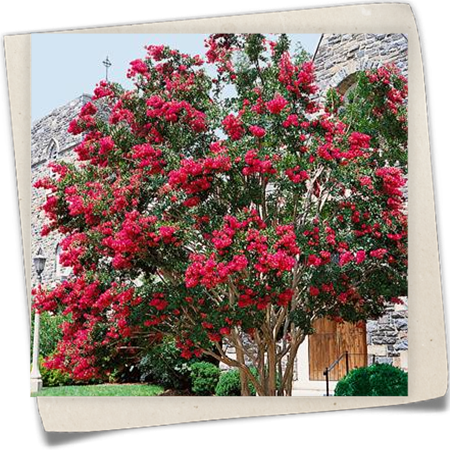 Kräuselmyrte Kräuselmyrte