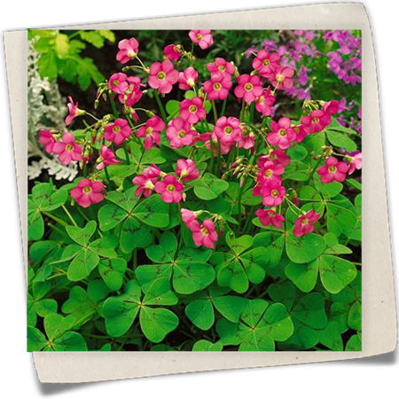 Glücksklee Glücksklee