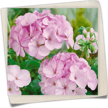 Zonalpelargonie 'Appleblossom' Zonalpelargonie 'Appleblossom'