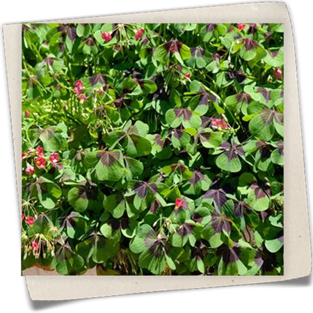 Glücksklee 'Iron Cross' Glücksklee 'Iron Cross'