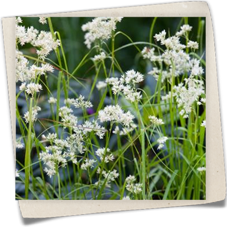 Schnee-Marbel 'Lucius' Schnee-Marbel 'Lucius'