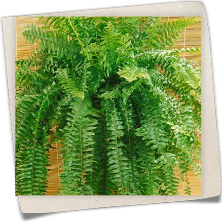 Schwertfarn 'Duffy' Schwertfarn 'Duffy'