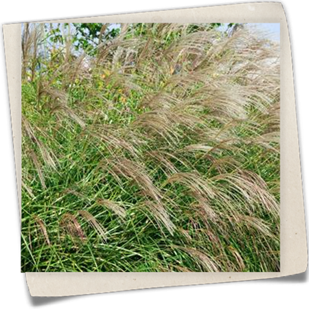 Garten-Chinaschilf 'Little Zebra®' Garten-Chinaschilf 'Little Zebra®'