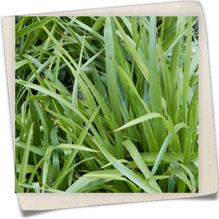 Wald-Marbel Wald-Marbel